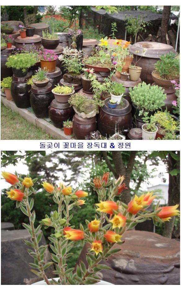 유명꽃마을 이미지