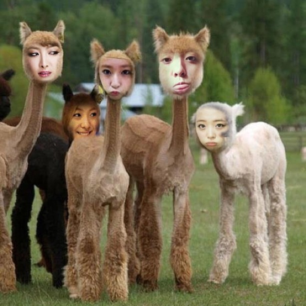 라마 이미지