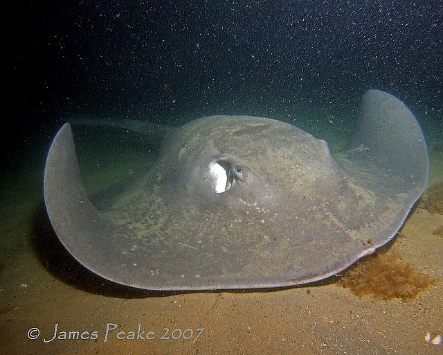 1146114E4D4EAB802CB50B