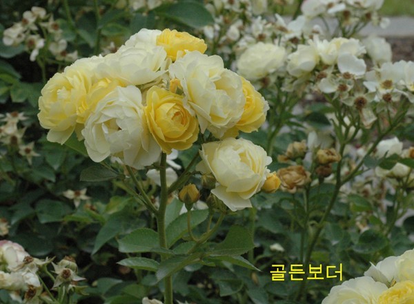 푼다리카 이미지