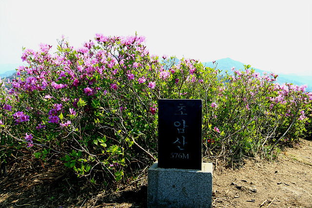 송운 이미지