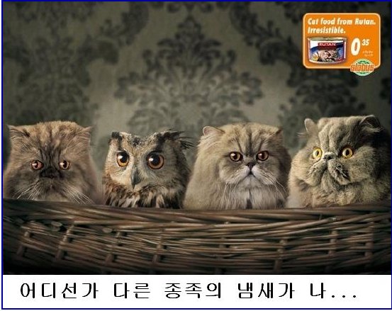 미운오리새끼 이미지