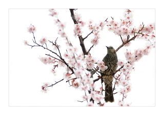소신 이미지