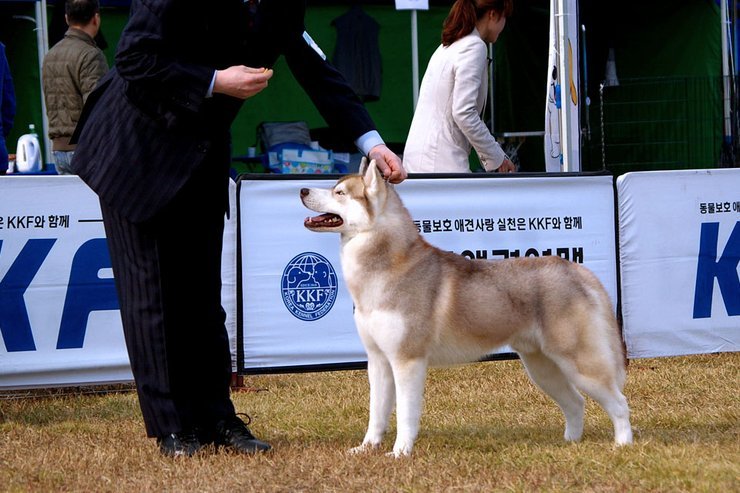예티 이미지