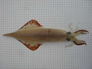 1442745A4DE1F1CA1DB7A8