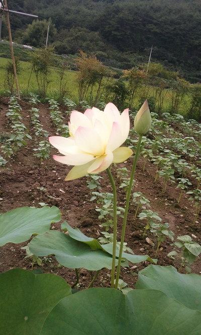 콩이랑농원 이미지