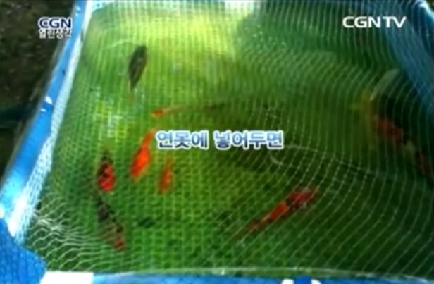 코이 이미지