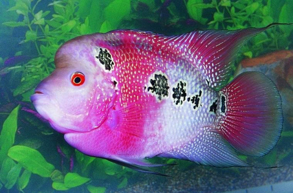 김플라워 이미지
