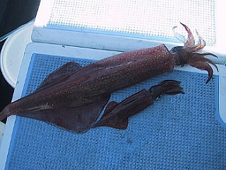 171684594DE1F21E2E2817