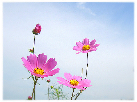 생각대로 이미지