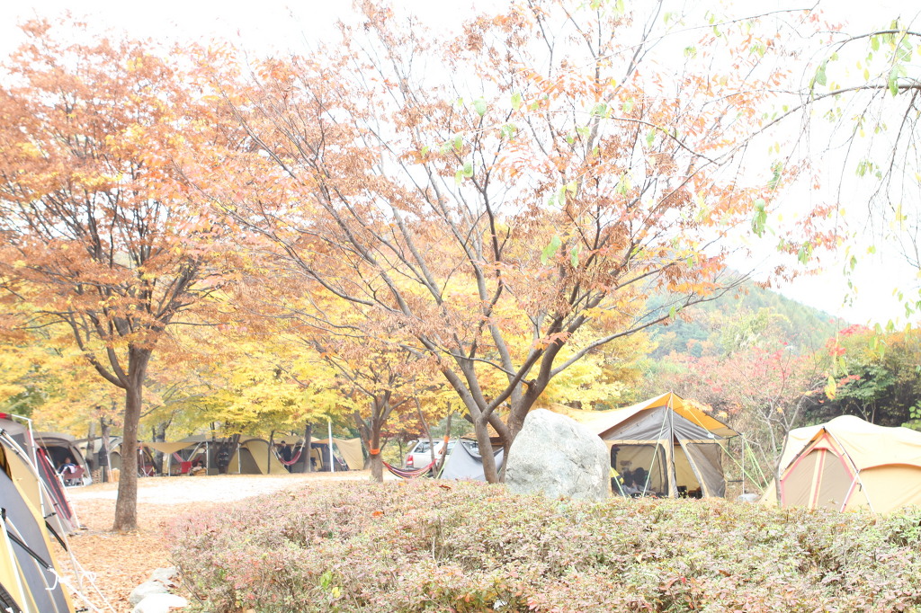 리스캐빈 이미지