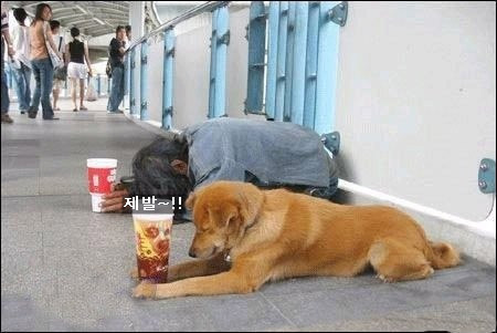 복이 이미지