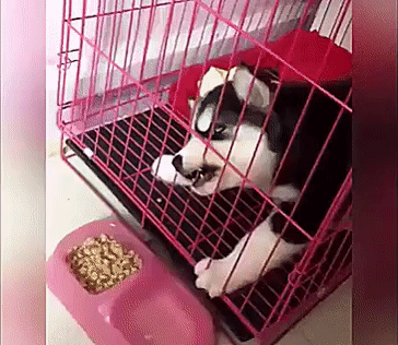 댕댕이 수듄.gif | 인스티즈