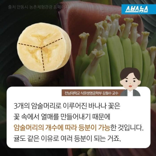 바나나 한 개를 세 명이 똑같이 나눠먹으려면? | 인스티즈