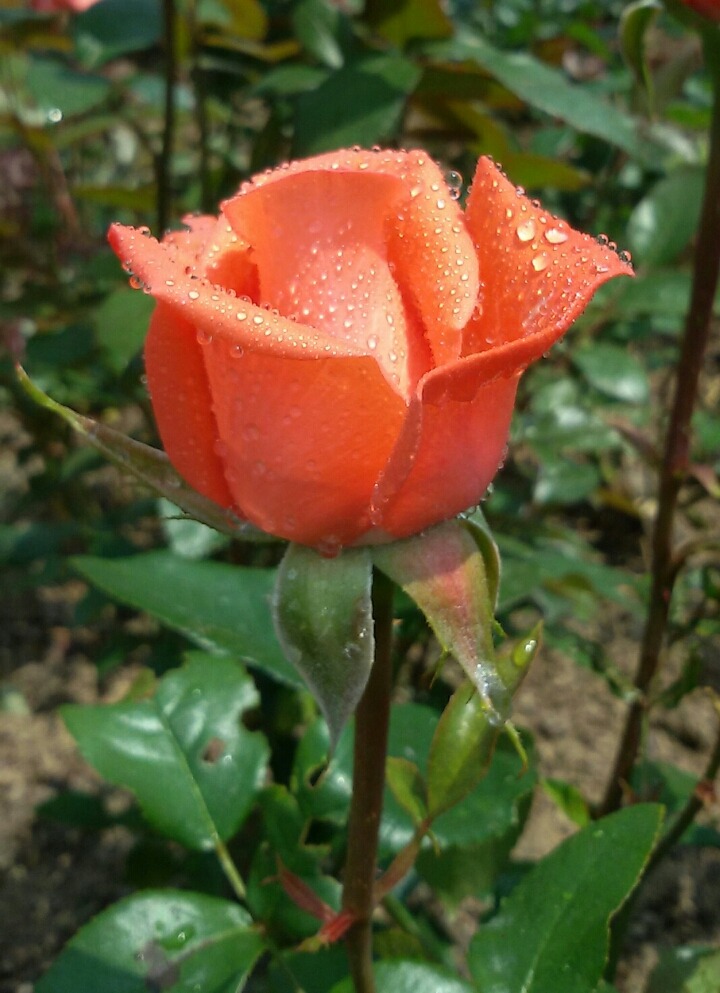 조*대 이미지