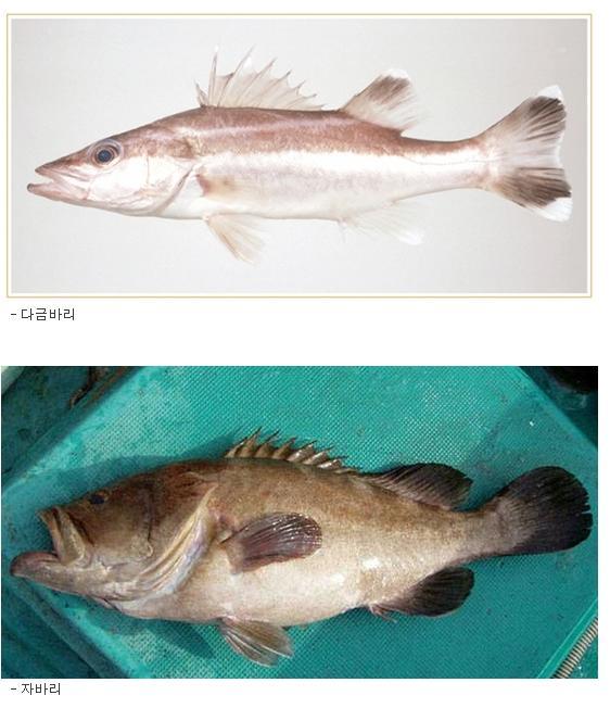 노량진 수산시장 완전 공략집 | 인스티즈