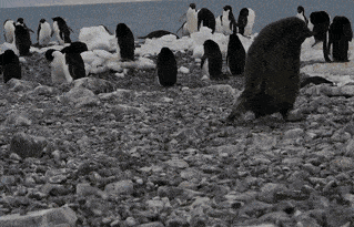새끼 펭귄들.jpgif | 인스티즈
