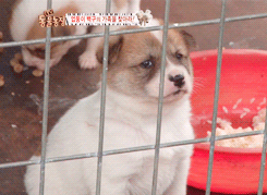 심쿵하게 만드는 동물짤들.gif (데이터주의) | 인스티즈