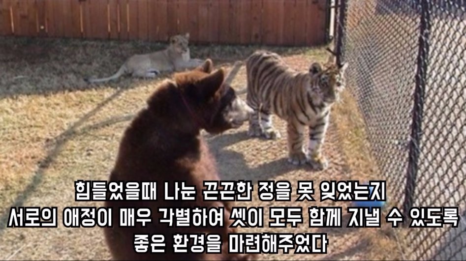 맹수 세 마리의 아름다운 우정 | 인스티즈