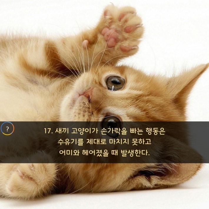 야옹이를 대하는 예의 | 인스티즈