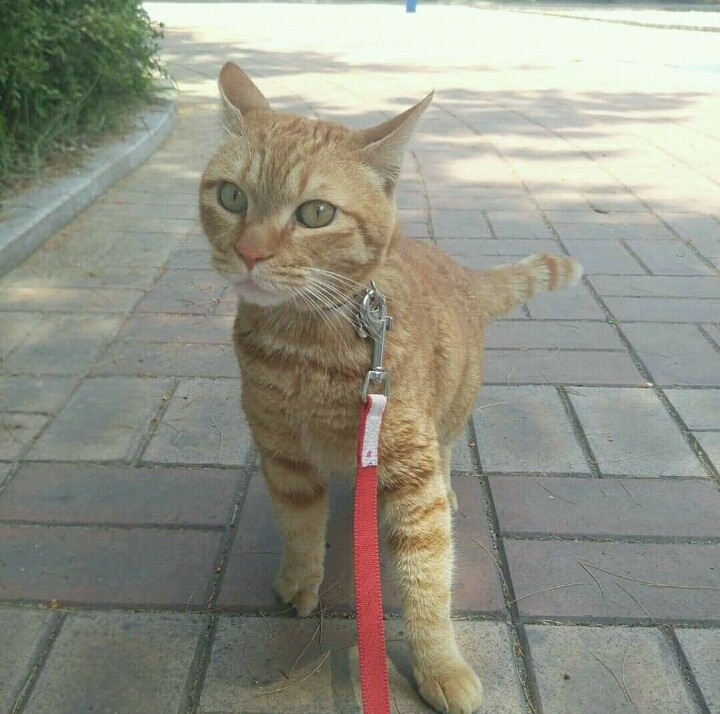 역곡역 명예 역장 이었던 고양이 다행이를 찾습니다! | 인스티즈