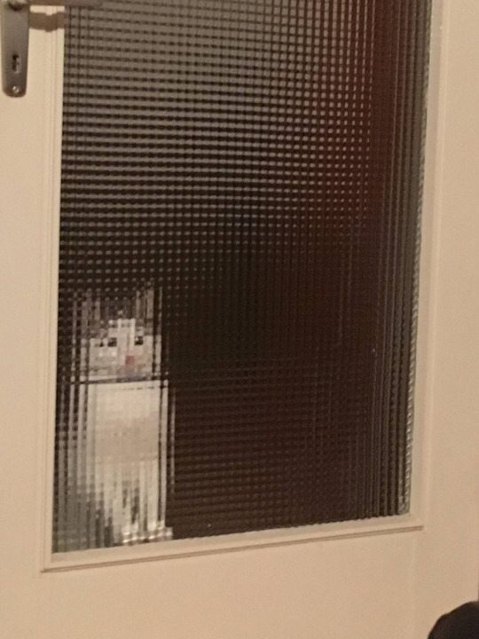 혼나는 고양이 | 인스티즈