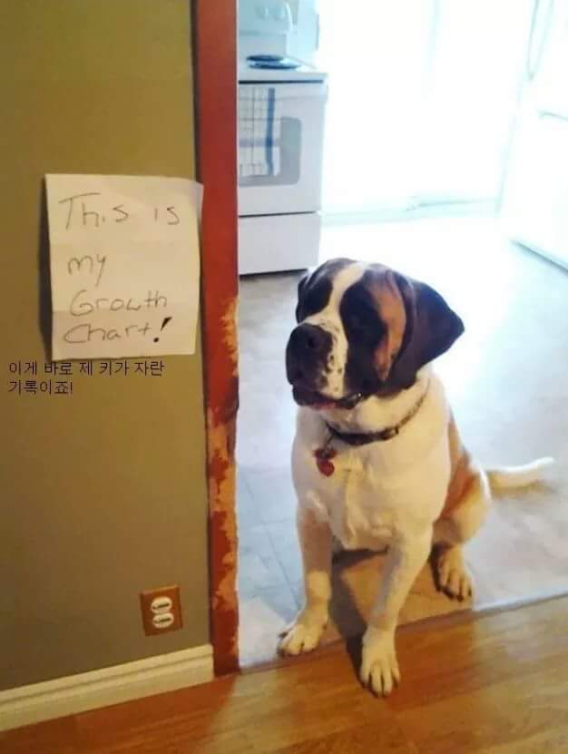 애완동물이 한 잘못들.jpg | 인스티즈