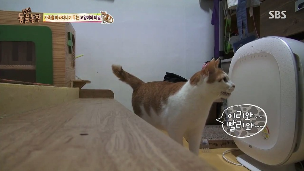 [동물농장] 존트 할말 다 하고 사는 수다쟁이 고양이 쪼롱이ㅋㅋㅋㅋ.jpg | 인스티즈