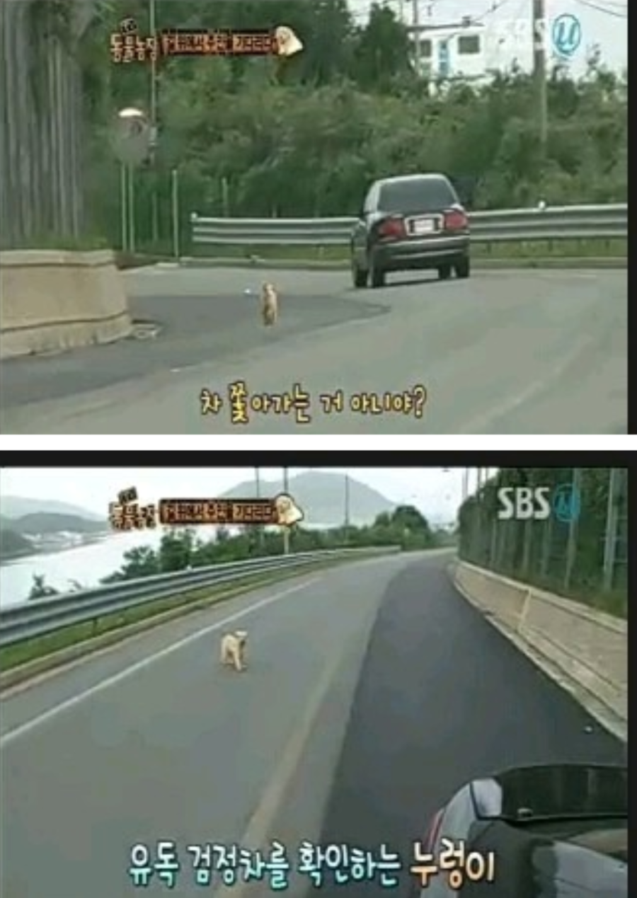 휴가철 버려지는 강아지들 | 인스티즈