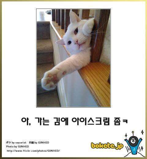 고양이 제목 학원 | 인스티즈
