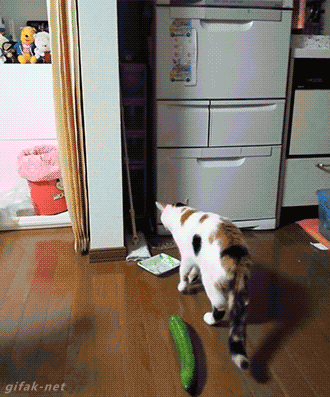 오이를 보고 놀라는 고양이들.gif | 인스티즈