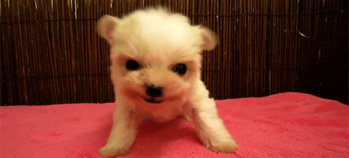 강아지 gif | 인스티즈