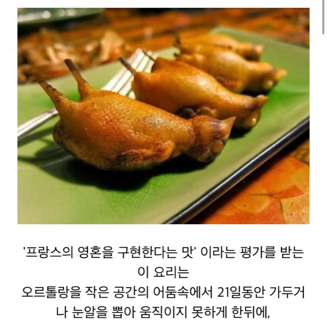 세상에서 가장 잔인한 음식 오르톨랑(혐오주의) | 인스티즈