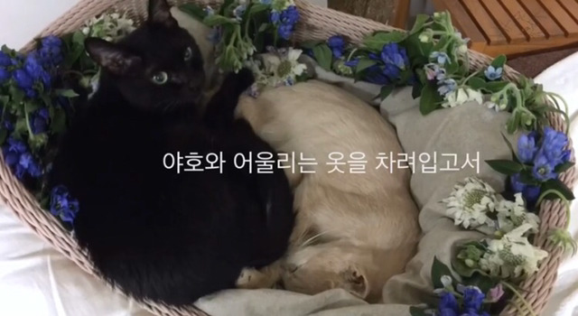 내 고양이의 장례식(슬픔주의) | 인스티즈
