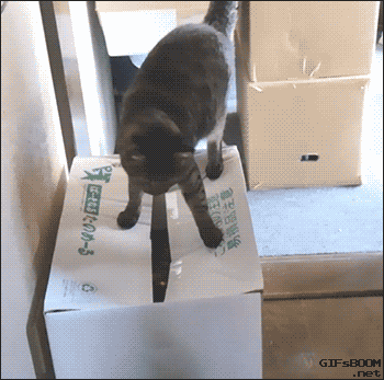 고양이 박스.gif | 인스티즈