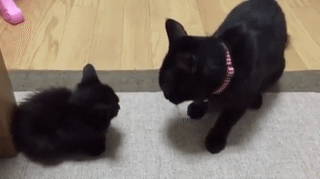 혼내야되는데 너무 귀엽다.gif | 인스티즈