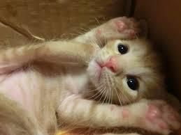 심쿵사 할 준비가 된 자만 들어오라(feat.아기동물) | 인스티즈