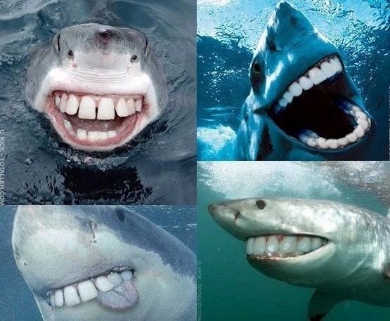 상어 이빨ㅎㄷㄷ | 인스티즈