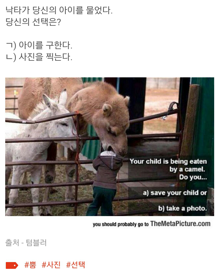 낙타가 당신의 아이를 물었다 | 인스티즈