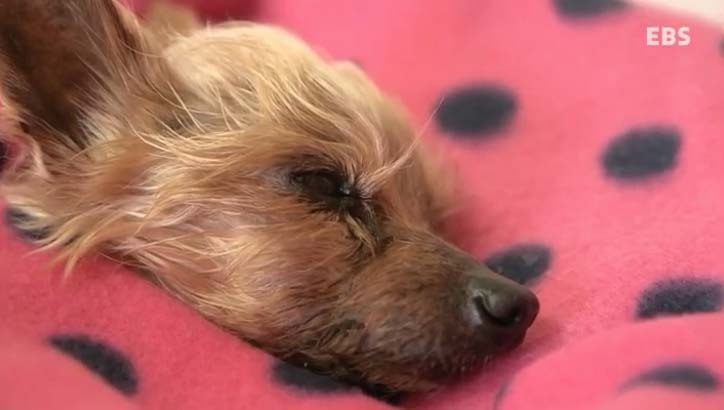  당신은 반려동물과 이별할 준비가 되었나요? | 인스티즈