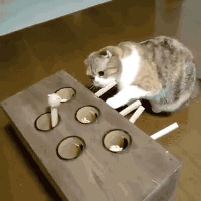 고양이 홧병나는 짤 | 인스티즈