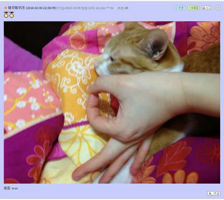 고양이앞에서 손가락 고리를 만들면.jpg | 인스티즈