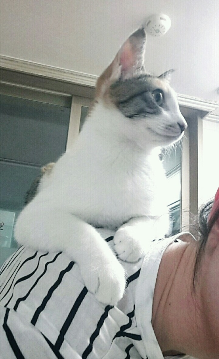 잠옷 속으로 파고드는 고양이 + 어깨냥 | 인스티즈