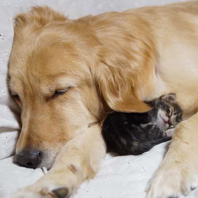 강아지와 고양이.jpg | 인스티즈