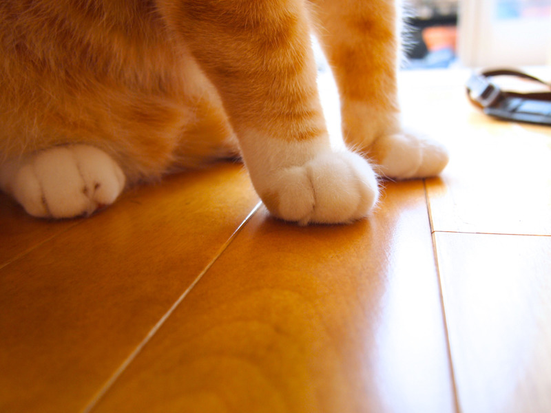 알츠하이머 할아버지와 고양이 친구 | 인스티즈