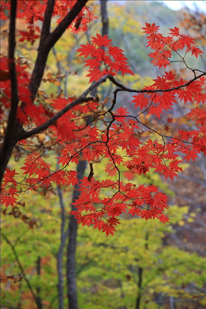 지라산 이미지