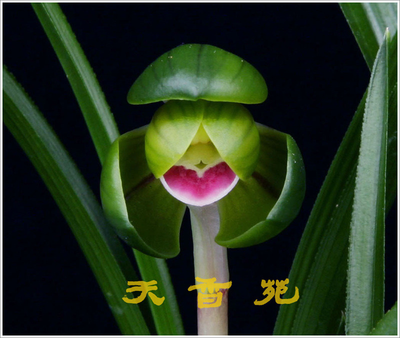 천향원 이미지