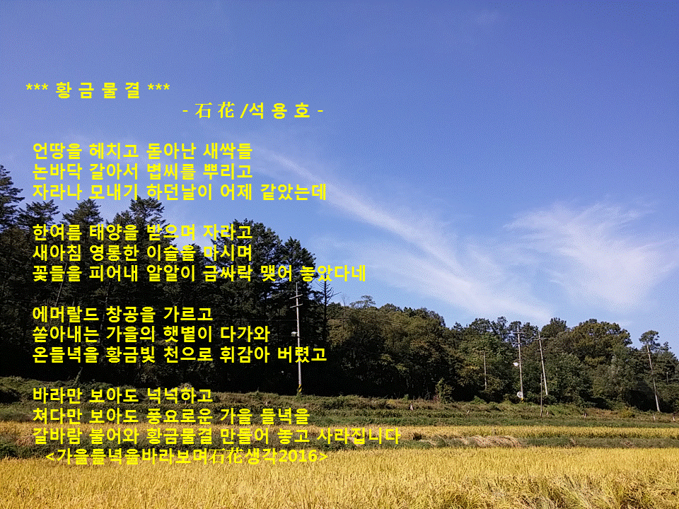 황금물결 이미지