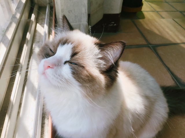 하품만 하면 괴수로 변하는 고양이 | 인스티즈