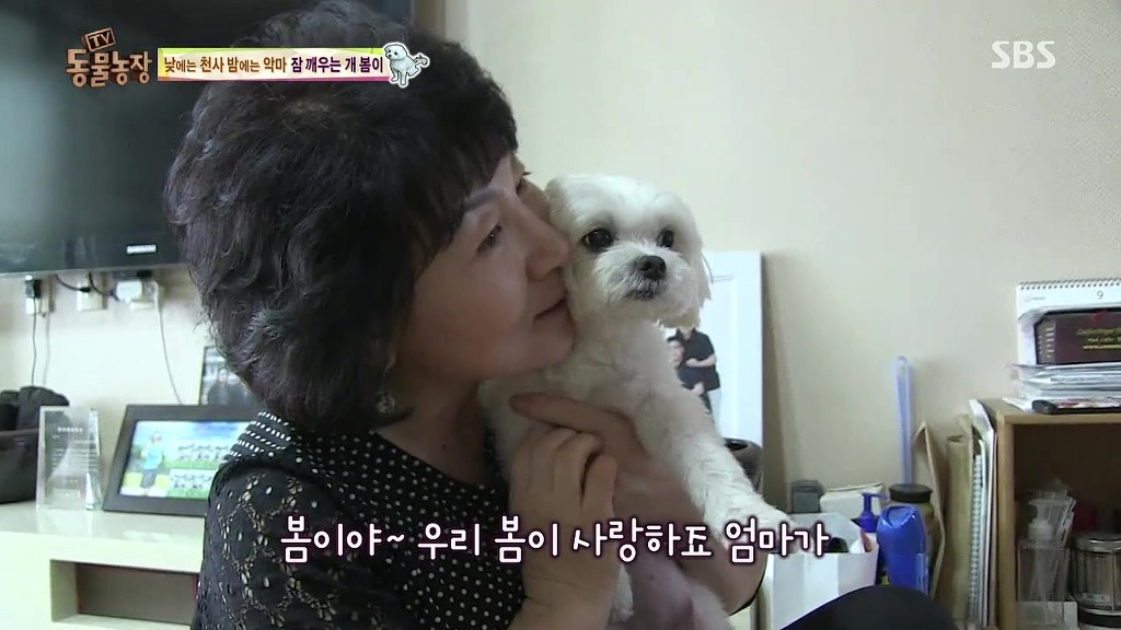 [동물농장] 새식구 들어온 후 우울해진 봄이.jpg | 인스티즈